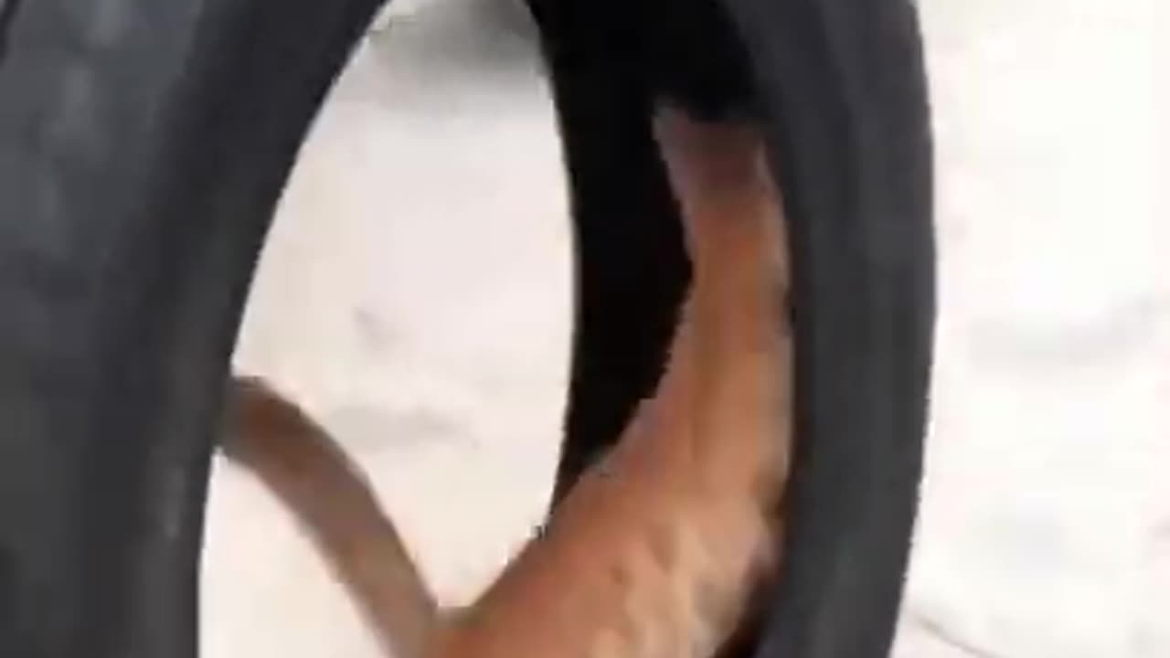 Funny video of cat