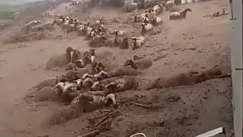 Sheep drowned in the flood. Animals. Not funny