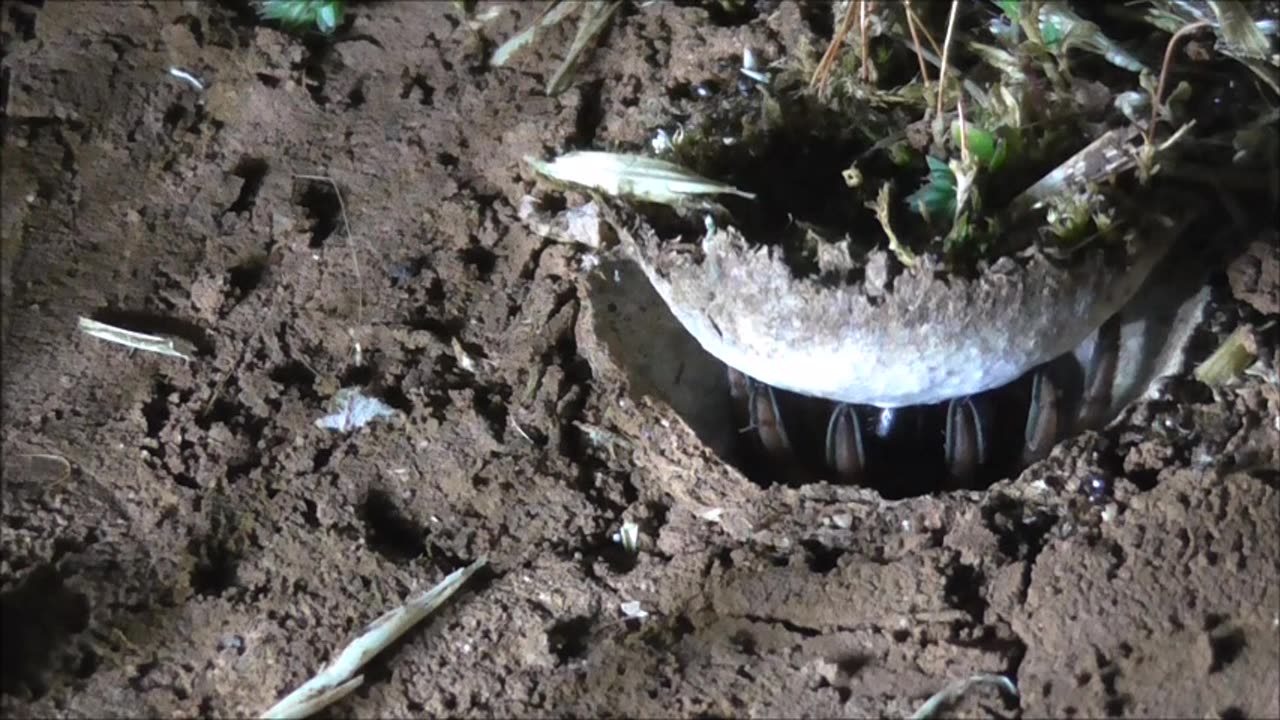 Trapdoor Spider Harassed By Moth