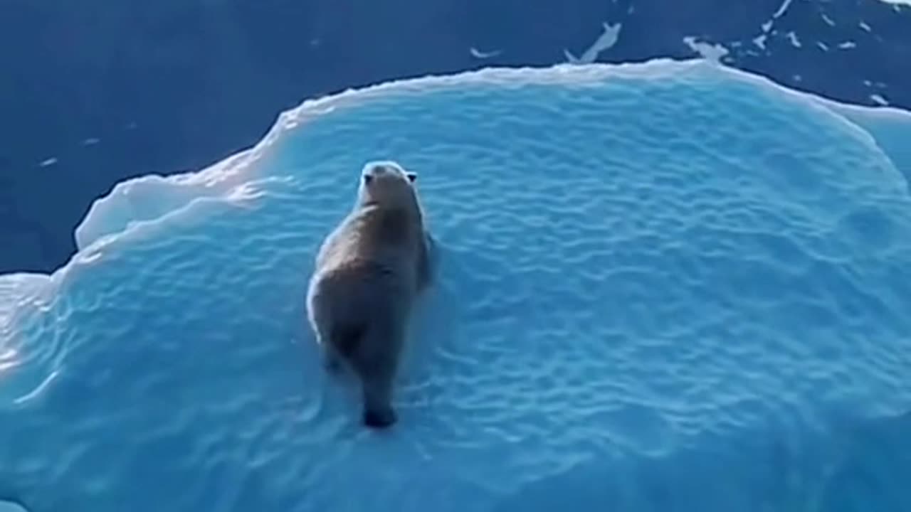 Polar Bear climbing the ice mountain