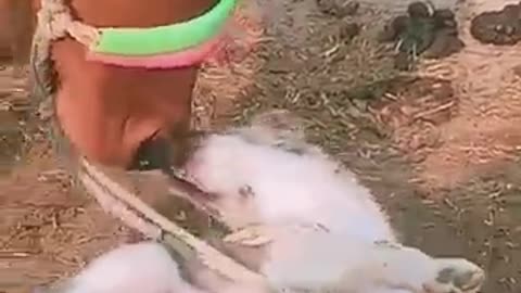 funny_dog_baby_#dog_#baby_#shorts