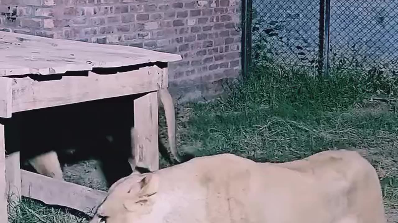 Lion not happy in a cage