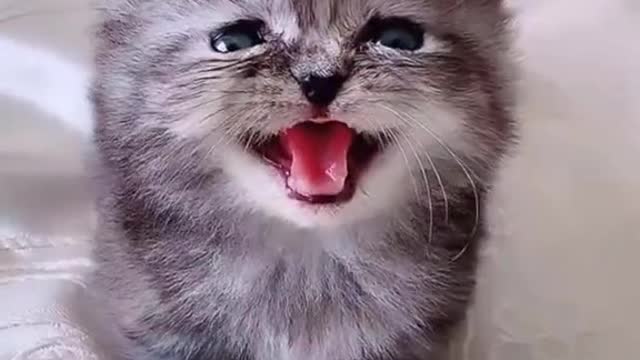 Baby Pets | Cute and Funny Pets | Videos Compilation 💗