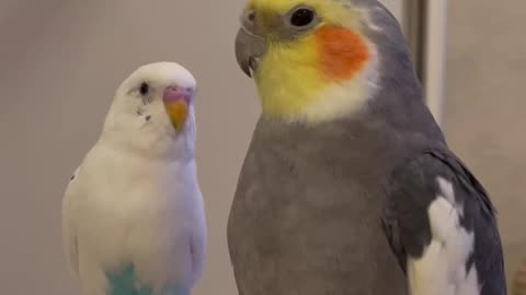 Cockatoo Birds