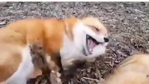 HAVE YOU HEARD A FOX LAUGH?