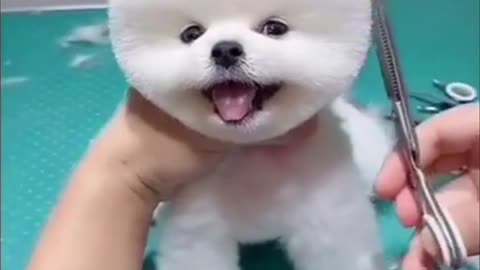Cute pet hair cutting