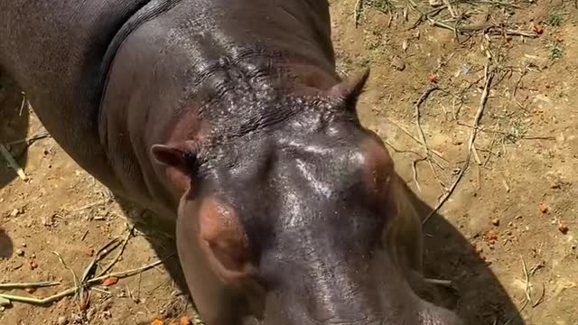 A hippopotamus