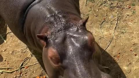 A hippopotamus