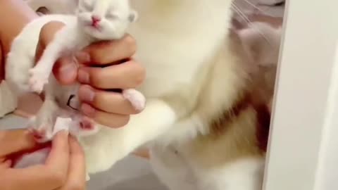 This Mom Cat don't want to leave his kitty