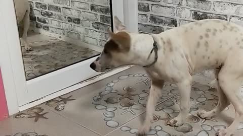 Dog is Confused by Reflection