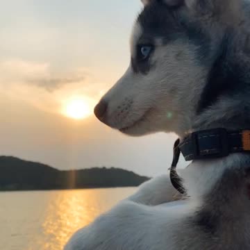 HUSKY THINKING DEEP UNDER SUNSET.mp4