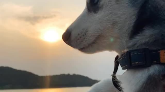 HUSKY THINKING DEEP UNDER SUNSET.mp4