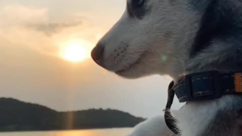 HUSKY THINKING DEEP UNDER SUNSET.mp4