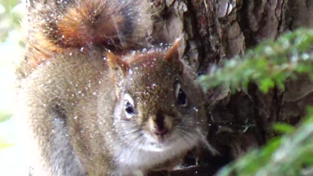 Red Squirrel