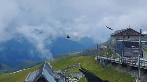 Beautiful alpine birds ..