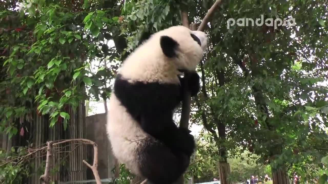 Panda cub