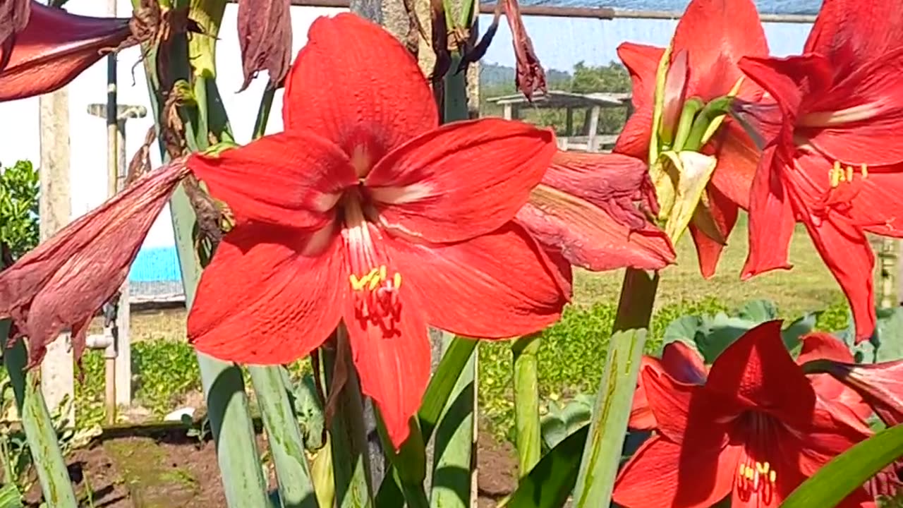 Lirio vermelho