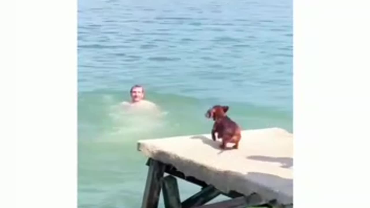 DOG CUTE REACTION WHEN HIS OWNER JUMP IN WATER FOR BATHING