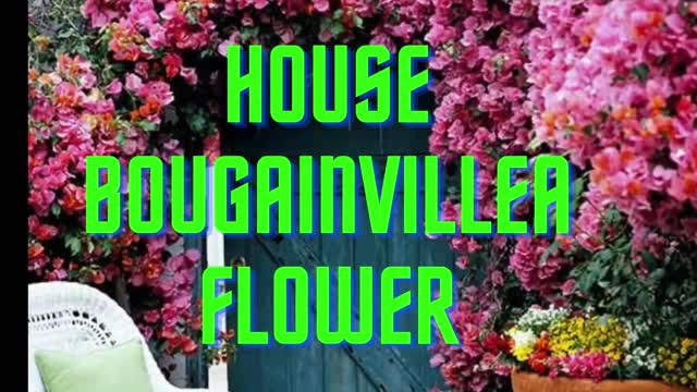 BEAUTIFULL House WITH bougainvillea flowerS