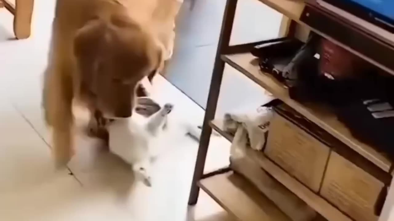 Funny animal moments please support me guys