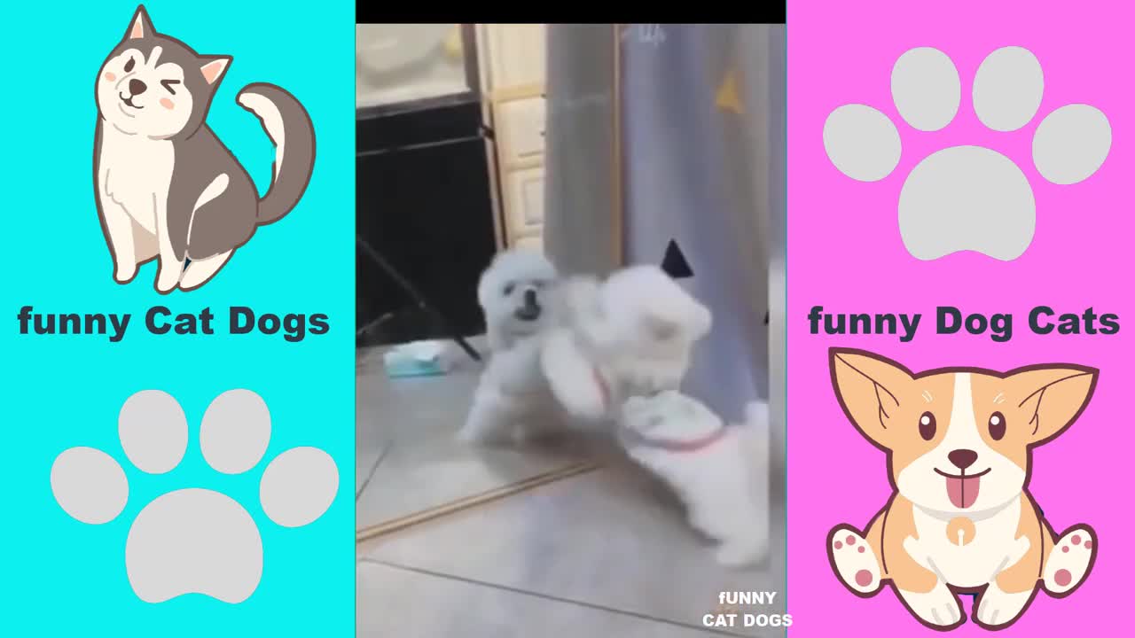 Funny dogs , funny cats