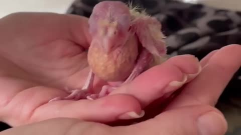 Getting a baby cockatiel