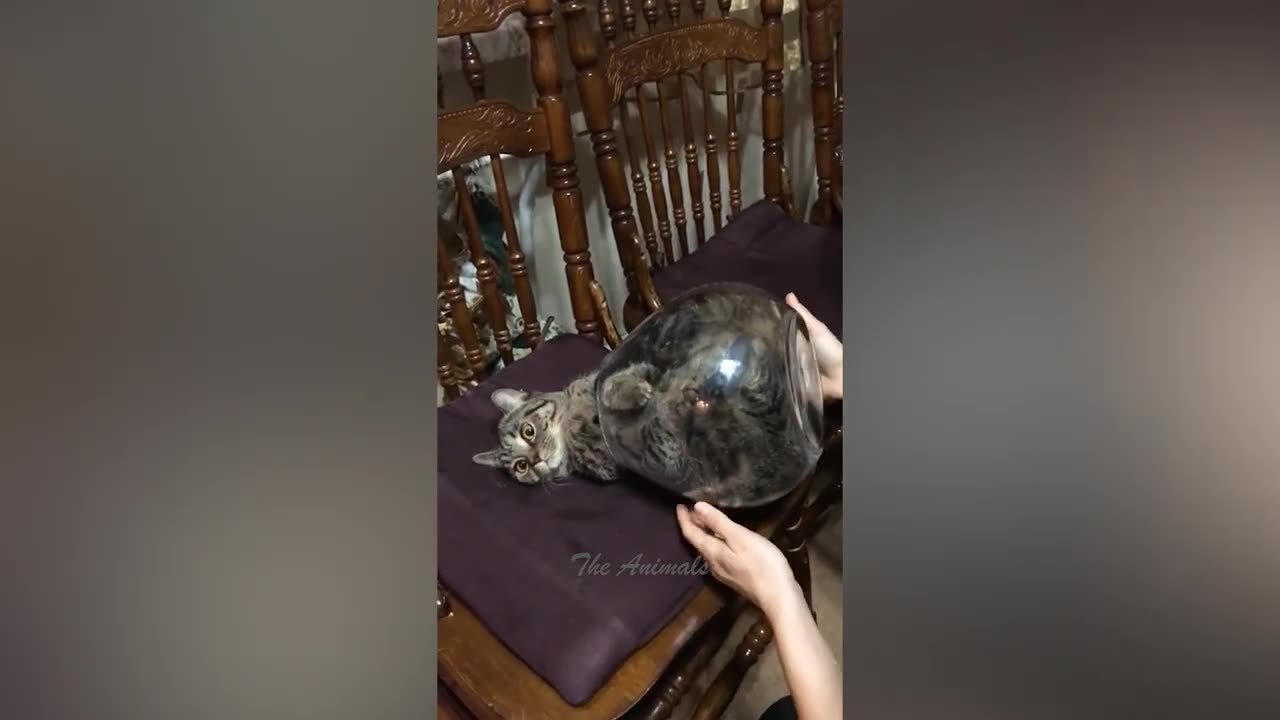 Best funny videos #2023