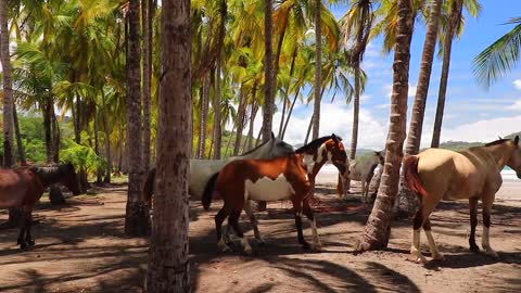 Hoses under the Coconut Three.