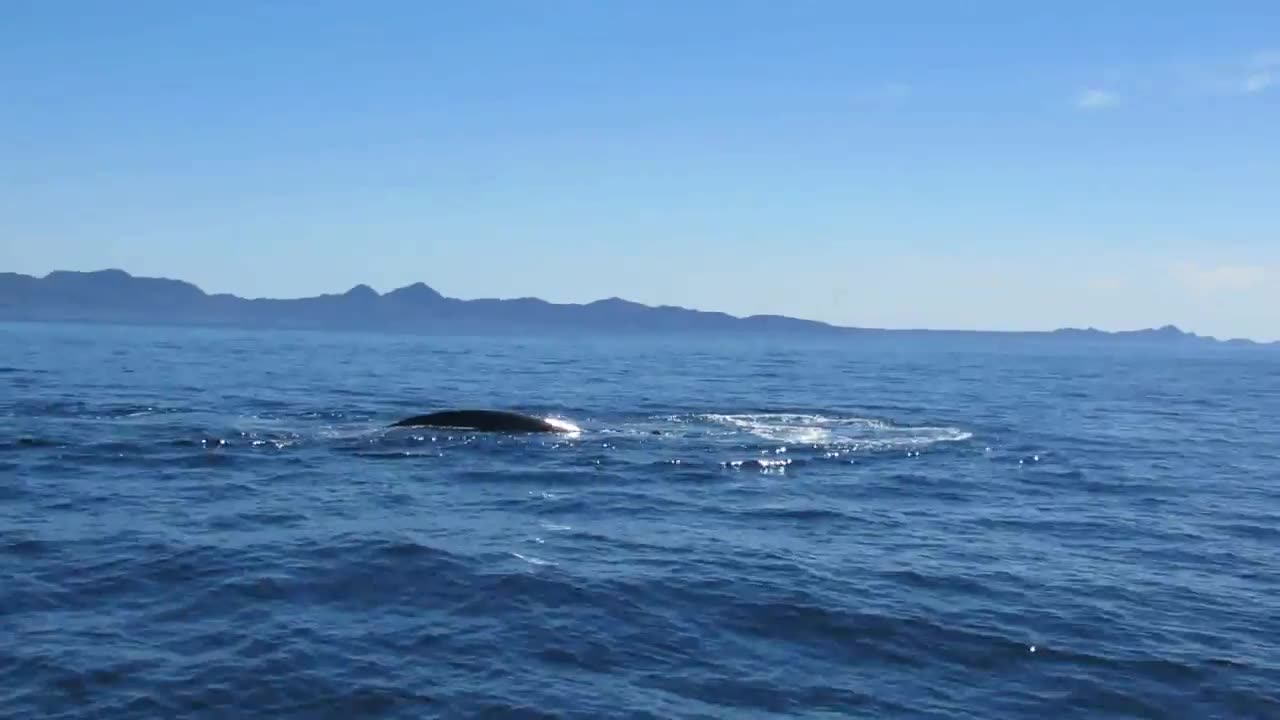 Blue Whale blowing 100 meter from the boat - Baja California