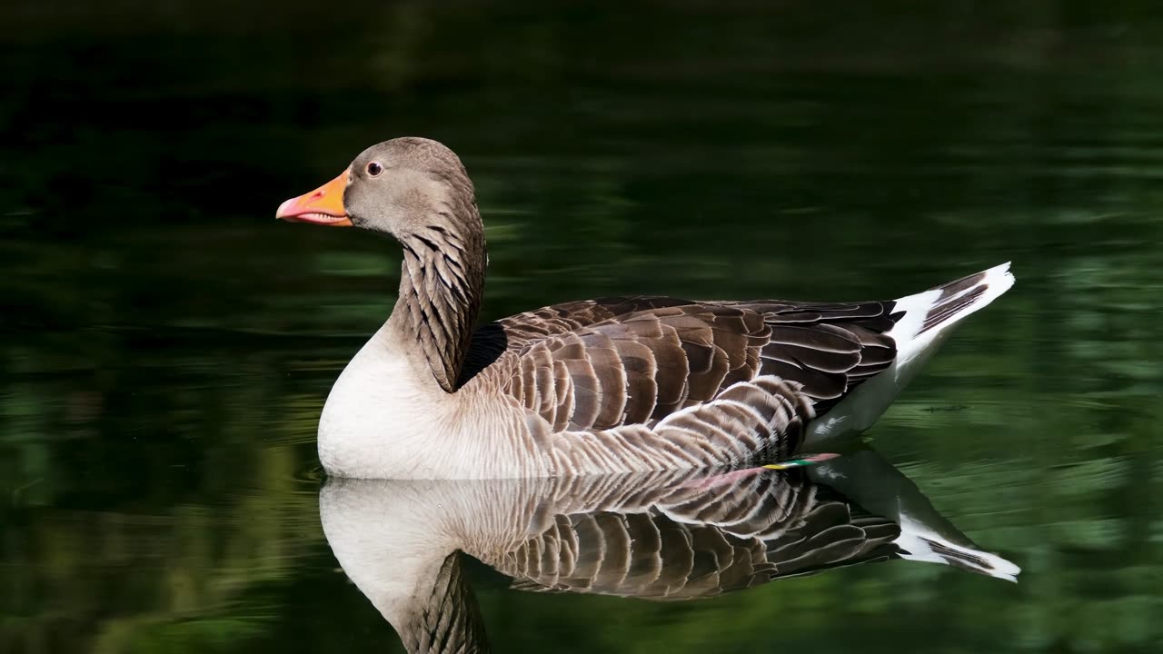 A beautiful Duck