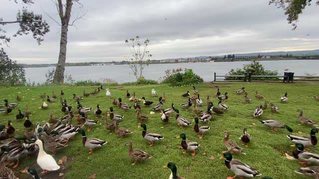 Ducks at the Vancouver WA waterfront