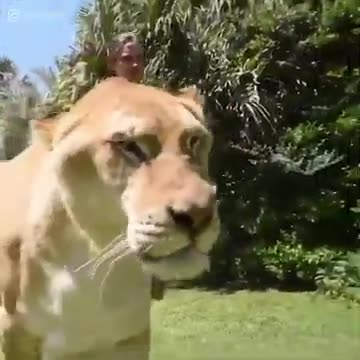 Liger in Real Life 2019