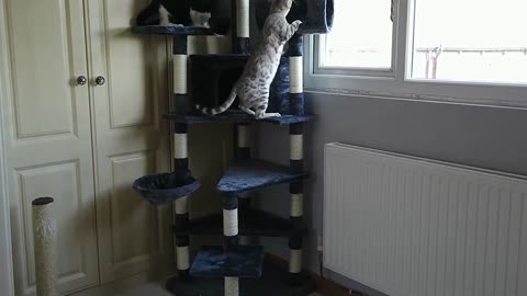 Bengal Kittens React To New Cat Tree