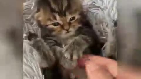 funny cat moments