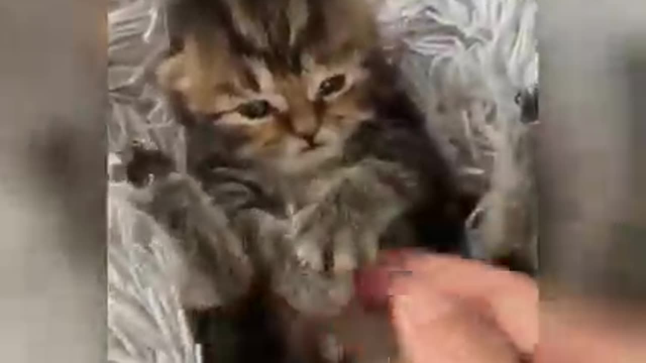 funny cat moments