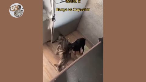 Cats vs Dogs fights - angry cats vs dogs funny compilation