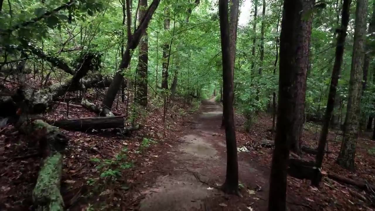 "Lush Forest Thunderstorm Walk: Rain ASMR for Relaxation and Sleep"