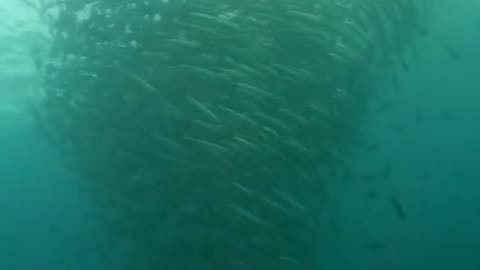 Sipadan Barracuda tornado