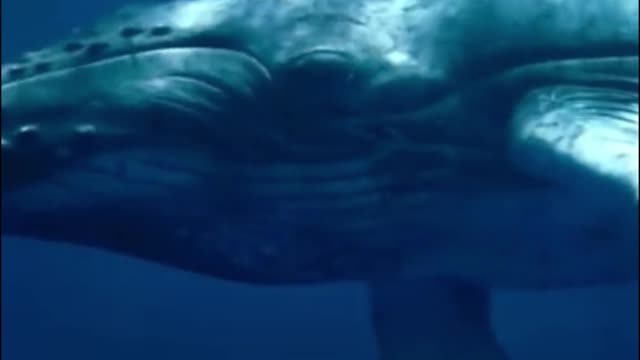 This is a whale. What kind of whale is it? Is it a killer whale?