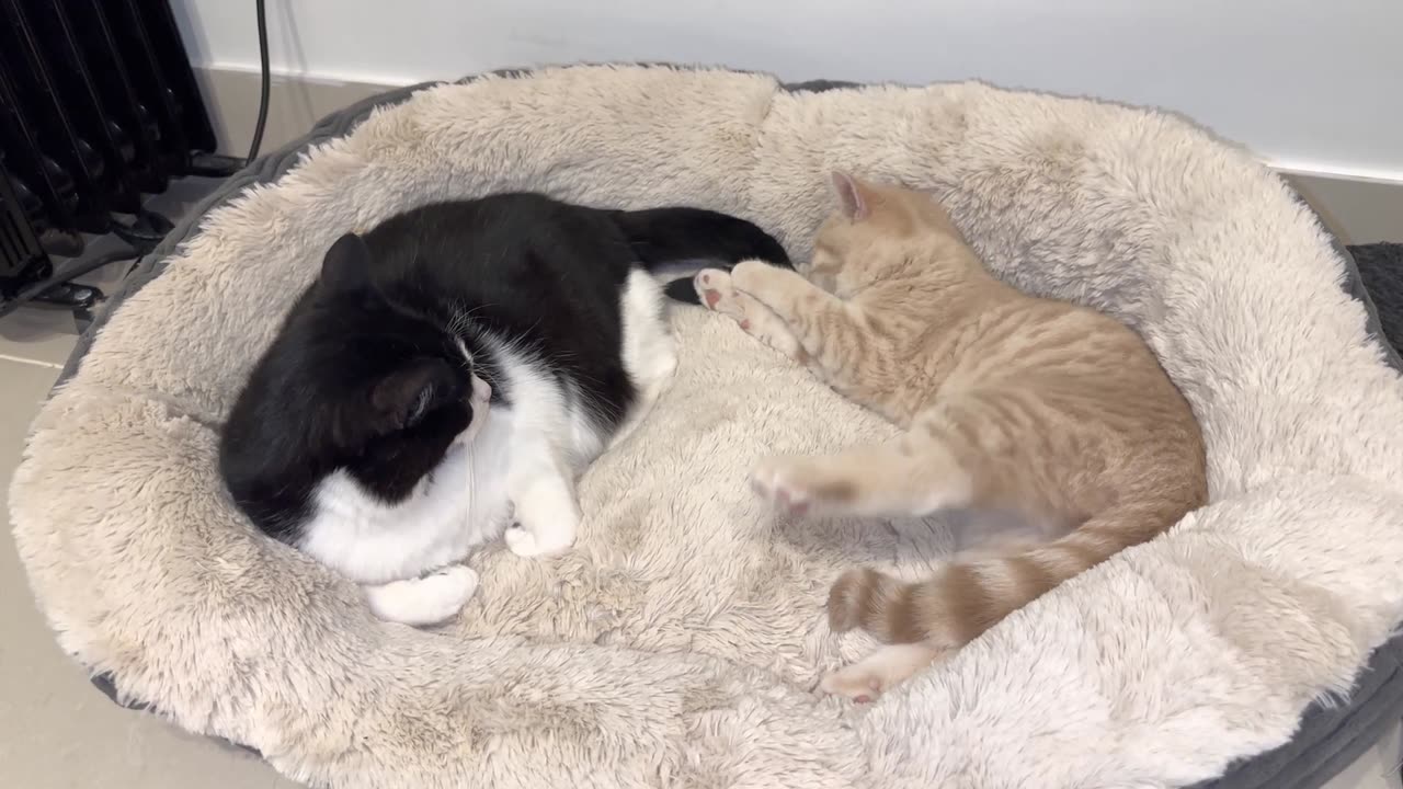 Cat Punishes Kitten For Biting His Tail