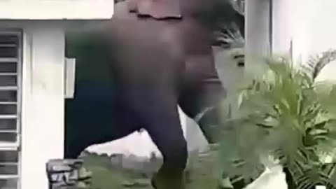 Elephant attack