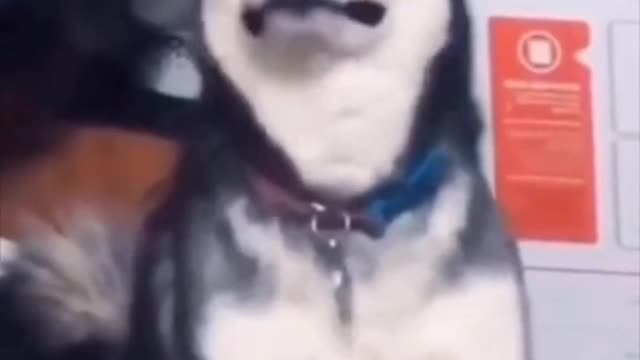 FUNNY DOGS