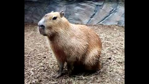 Capybara