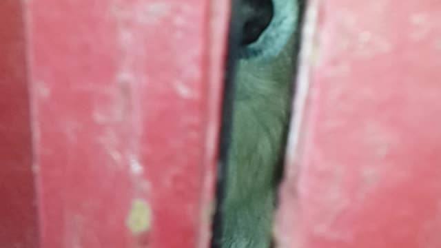 Cute dog want to come inside || cute dog video