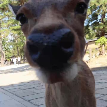 Harry Potter But In Nara Park, Japan! #harrypotter #narapark #deer #buckbeak #hagrid #meme