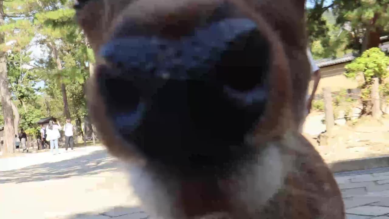 Harry Potter But In Nara Park, Japan! #harrypotter #narapark #deer #buckbeak #hagrid #meme