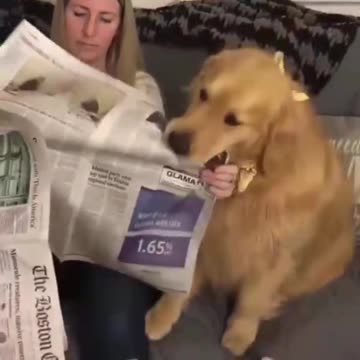 UPSET DOG CUT THE NEWS PAPER NEED OWNER ATTENTION.mp4