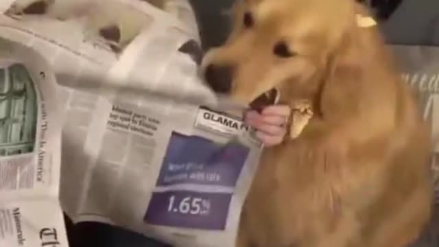 UPSET DOG CUT THE NEWS PAPER NEED OWNER ATTENTION.mp4