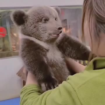 Grizzly cub loves his caretaker 😍😍😍