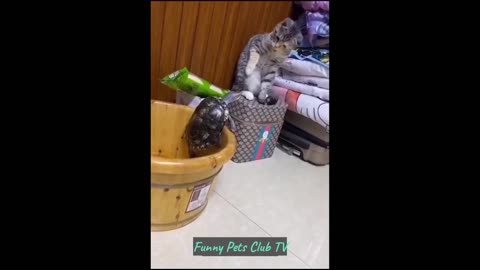 Funny Animal Videos 🤣 Funniest Cats and Dogs Videos 2024 😁